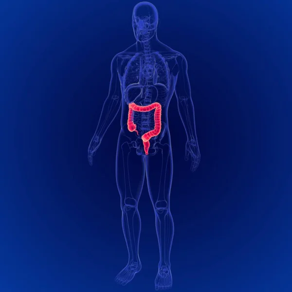 Ilustración Anatomía Del Intestino Grueso Del Sistema Digestivo Humano — Foto de Stock