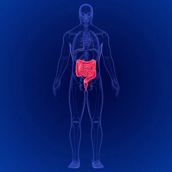 Illustration Système Digestif Humain Anatomie Gros Petit Intestin — Photo