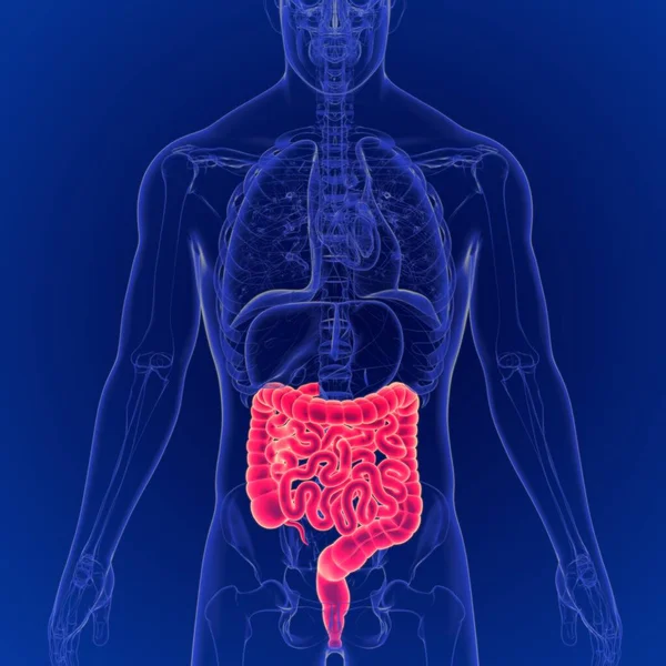 人間の消化器系の3Dイラスト 大小の腸内解剖学 — ストック写真