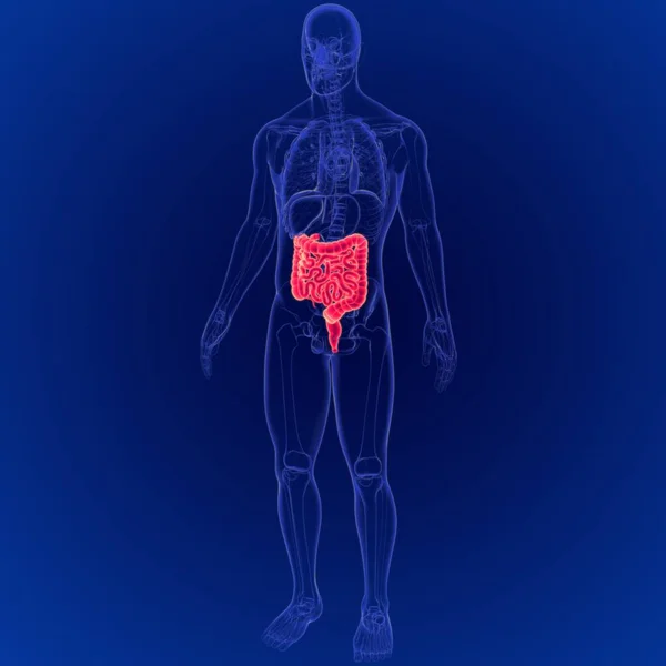 Ilustración Anatomía Del Intestino Delgado Grueso Del Sistema Digestivo Humano — Foto de Stock
