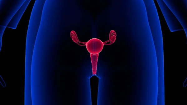 Sistema Reprodutivo Feminino Projetado Para Realizar Várias Funções Produz Óvulos — Fotografia de Stock
