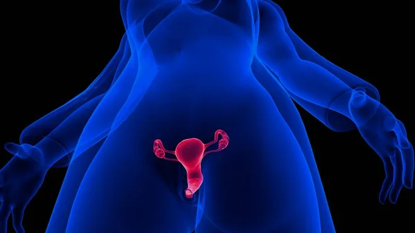 Sistema Reprodutivo Feminino Projetado Para Realizar Várias Funções Produz Óvulos — Fotografia de Stock