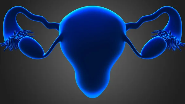 Sistema Reproductor Femenino Está Formado Por Los Órganos Sexuales Internos —  Fotos de Stock
