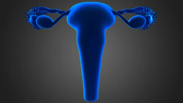 Dişi Üreme Sistemi Dış Cinsel Organlardan Oluşur Organlar Yeni Yavruların — Stok fotoğraf