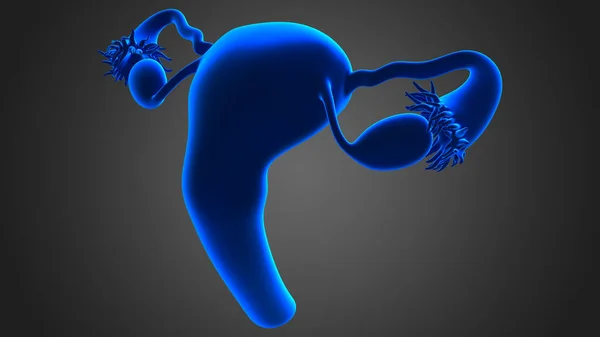 Sistema Reproductor Femenino Está Formado Por Los Órganos Sexuales Internos — Foto de Stock