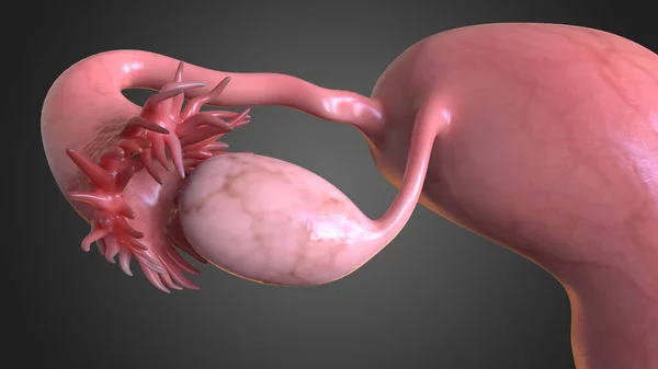 Dişi üreme sistemi, iç ve dış cinsel organlardan oluşur ve bu organlar yeni yavruların üremesini sağlar.