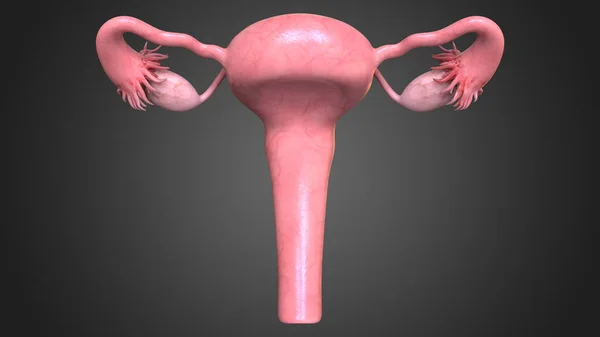 Dişi üreme sistemi, iç ve dış cinsel organlardan oluşur ve bu organlar yeni yavruların üremesini sağlar.