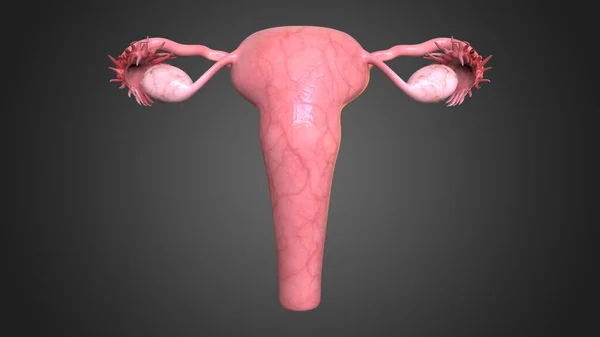 Sistema Riproduttivo Femminile Costituito Dagli Organi Sessuali Interni Esterni Che — Foto Stock