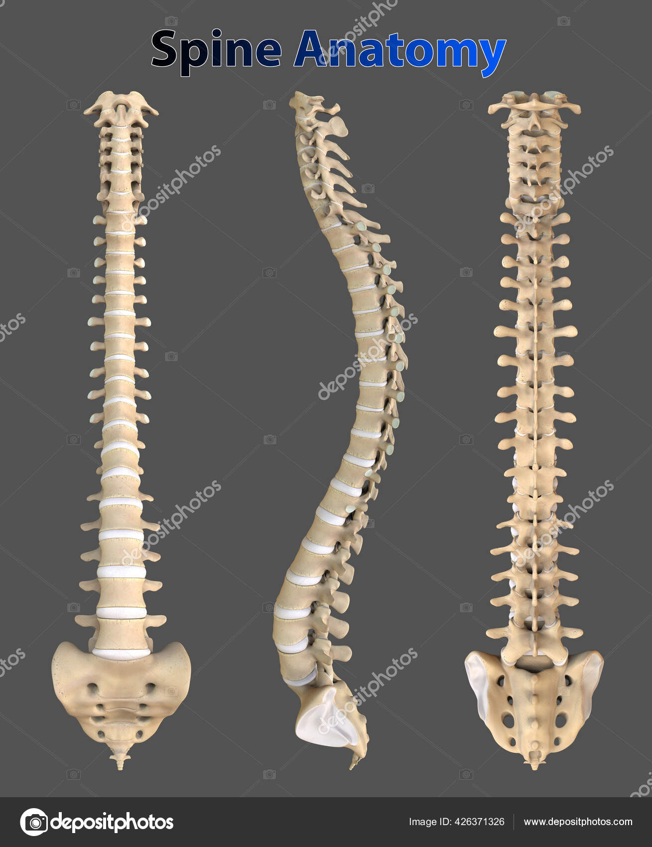spine bones spine bones