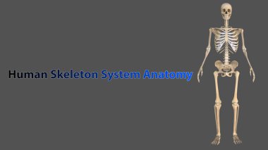 İnsan iskeleti, insan vücudunun iç iskeletidir. Yetişkinlikte 206 kemikten oluşur. İnsan iskeleti eksensel iskelet ve dik iskelete bölünebilir.
