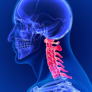 3D Görüntü İnsan İskeleti Vertebral Servikal Omurga Anatomisi