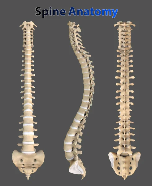 Omurga üst üste dizilmiş 33 ayrı kemikten oluşur. Bu omurga insan vücuduna temel desteği sağlar.