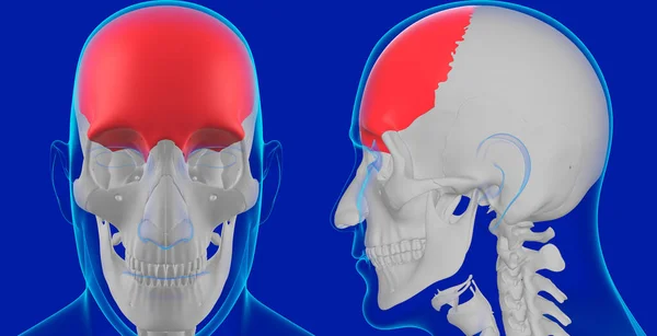 Ilustração Dianteira Osso Anatomia Humana Crânio Esqueleto Para Conceito Médico — Fotografia de Stock