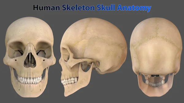 骷髅是一种骨骼结构 在脊椎动物中形成头部 它支撑面部结构 并为大脑提供保护腔 — 图库照片