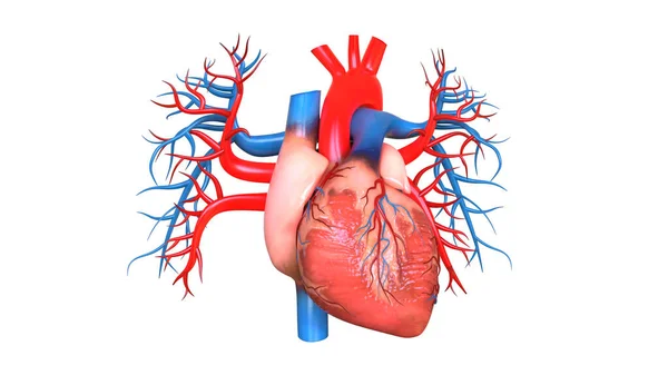 Tıbbi Konsept 3 boyutlu Resim İçin Akciğerler İnsan Solunum Sistemi Anatomisi