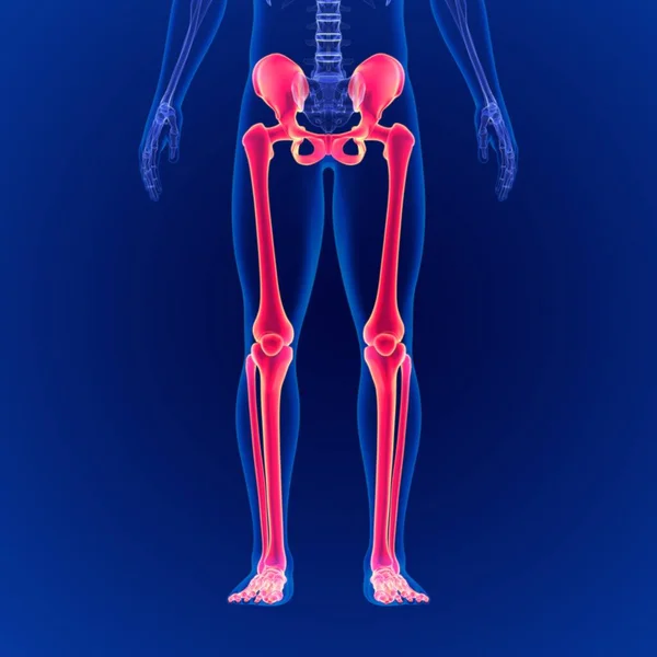 Anatomia Scheletrica Degli Arti Inferiori Del Sistema Scheletrico Umano Illustrazione — Foto Stock