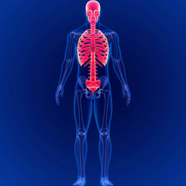 Nsan Skelet Sistemi Eksensel Skelet Anatomisi Görüntü — Stok fotoğraf
