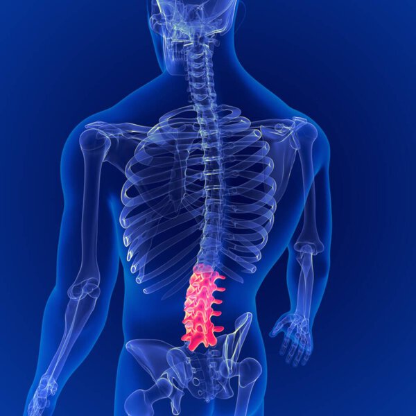 3D Иллюстрация человеческого скелета Позвоночник поясничная колонна Анатомия позвонков