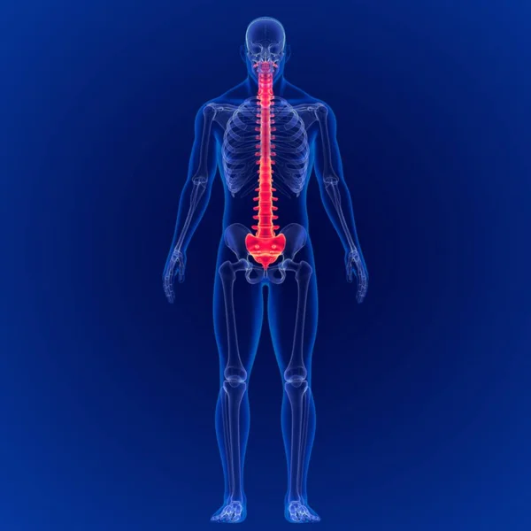 Ilustracja Ludzki Szkielet Kręgosłup Anatomia — Zdjęcie stockowe