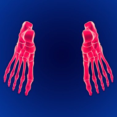3D Görüntü İnsan İskeleti Ayak Kemikleri Anatomi