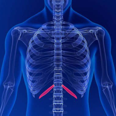 İnsan iskeleti anatomisi kaburga kafesi 12. Kemik 3 boyutlu Tıbbi Kavram Hazırlama
