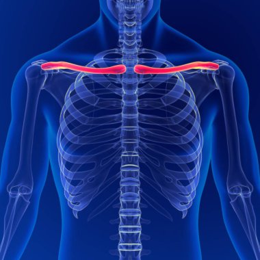 İnsan iskeleti anatomisi köprücük kemiği 3D Tıbbi Kavram Hazırlama