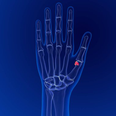 İnsan iskeleti anatomisi Susamoid Kemikleri Tıbbi Konsept İçin 3B Hazırlama