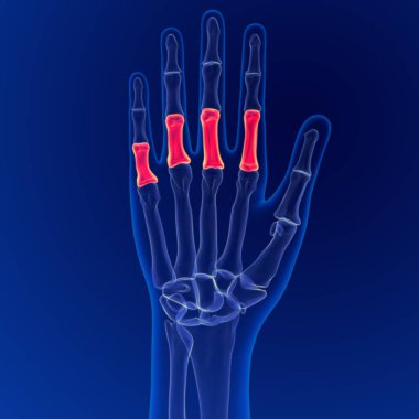 İnsan iskeleti anatomisi Proksimal Parmak kemikleri Tıbbi Konsept için 3B Hazırlama