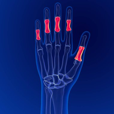 İnsan iskeleti anatomisi Orta parmak kemikleri 3 boyutlu Tıbbi Kavram Hazırlama