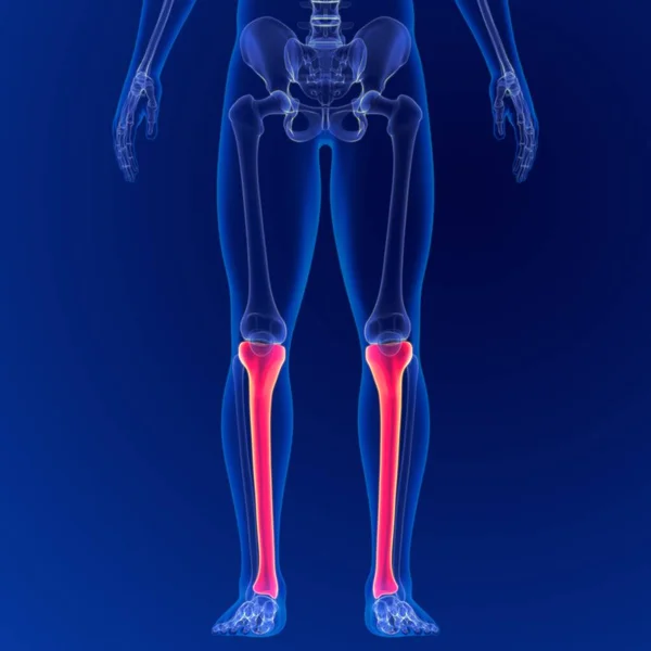 Ludzki Szkielet Anatomia Kości Piszczelowej Rendering Dla Koncepcji Medycznej — Zdjęcie stockowe