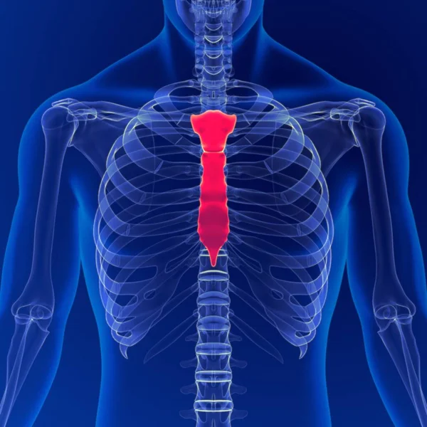 Ludzki Szkielet Anatomia Sternum Kości Rendering Dla Koncepcji Medycznej — Zdjęcie stockowe