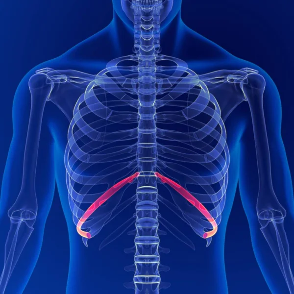 Human skeleton anatomy Rib Cage 10th Bone 3D Rendering For Medical Concept