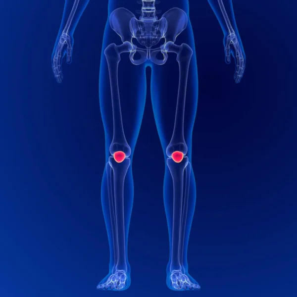 Anatomía Del Esqueleto Humano Patella Bone Rendering Para Concepto Médico —  Fotos de Stock