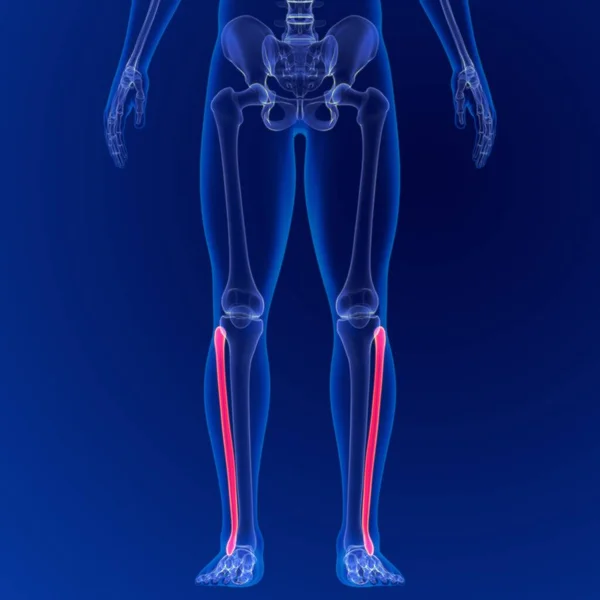 Ludzki Szkielet Anatomia Fibula Kości Rendering Dla Koncepcji Medycznej — Zdjęcie stockowe