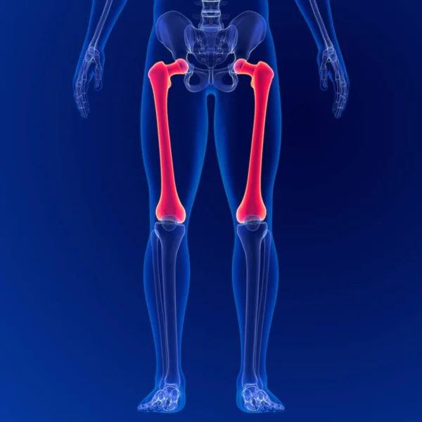 Ludzki Szkielet Anatomia Kości Udowej Rendering Dla Koncepcji Medycznej — Zdjęcie stockowe