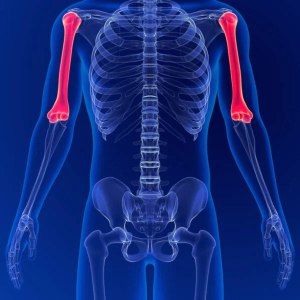 Anatomie Des Menschlichen Skeletts Humerus Bone Rendering Für Medizinisches Konzept — Stockfoto