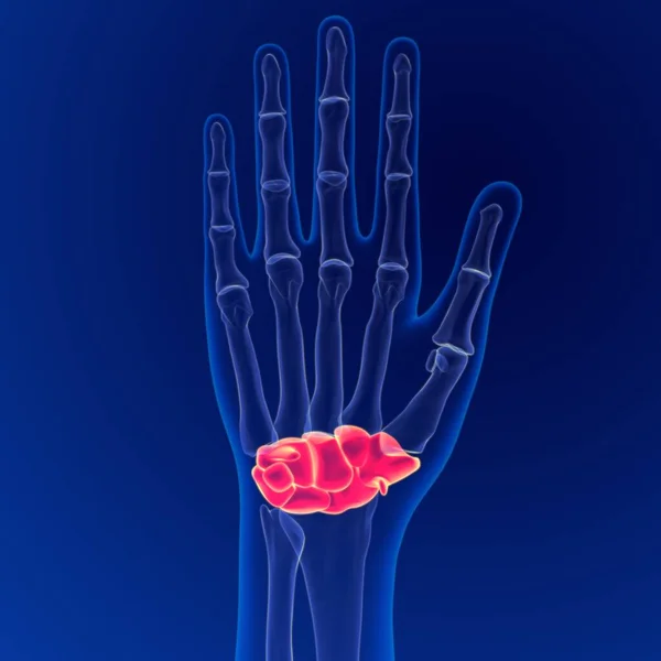 Anatomie Des Menschlichen Skeletts Carpals Bones Rendering Für Medizinisches Konzept — Stockfoto