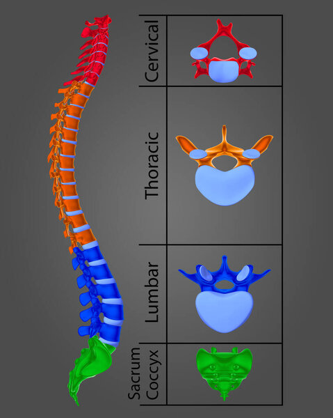 3D Иллюстрация Анатомия позвоночника человека
