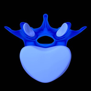 İnsan İskeleti Omurgası Bel Bel Omurgası Anatomi 3D Görüntü