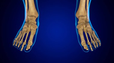 3D Görüntü İnsan İskeleti Ayak Kemiği Anatomisi
