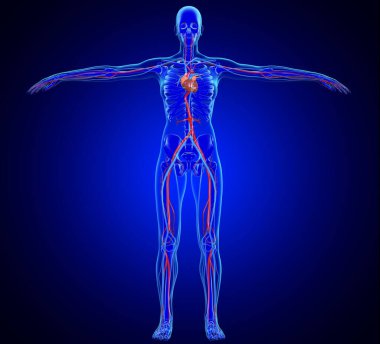 Tıbbi Konsept için 3B Görüntü Kadın Kalp Anatomisi