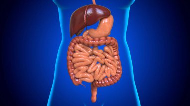 3D Illustration Human Digestive System Anatomy For Medical Concept clipart