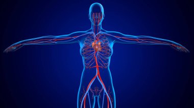 3D İllüstrasyon İnsan Dolaşım Sistemi Tıbbi Konsept İçin Kalp