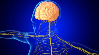 Tıbbi Konsept İçin Sinir Sistemli 3 boyutlu İnsan Beyin Anatomisi