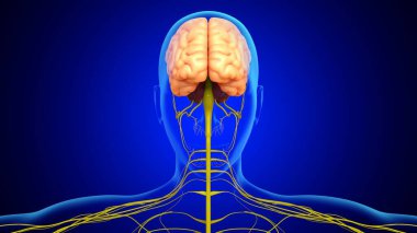 Tıbbi Konsept İçin Sinir Sistemli 3 boyutlu İnsan Beyin Anatomisi