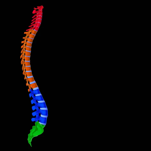 ヒューマンスケルトン椎骨列椎骨解剖学3Dイラスト — ストック写真