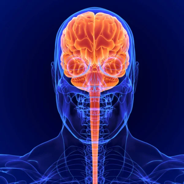 Cerebro Órgano Que Sirve Como Centro Del Sistema Nervioso — Foto de Stock