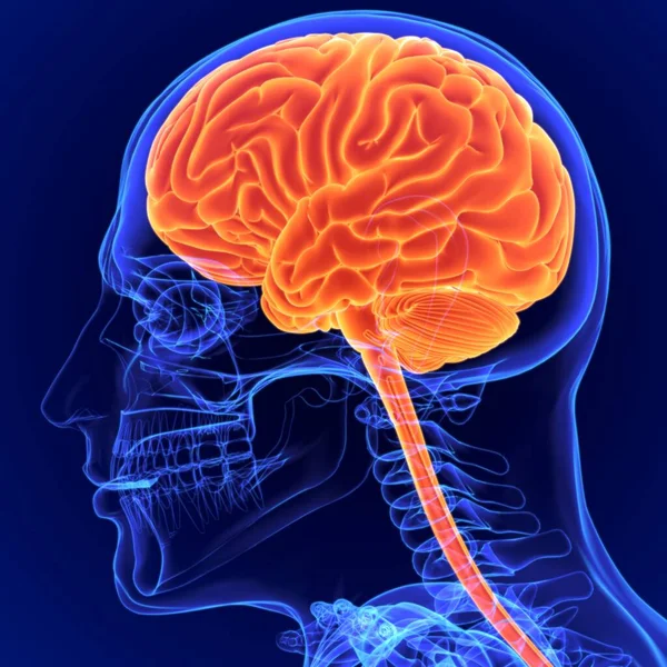 脳は神経系の中心となる器官です — ストック写真