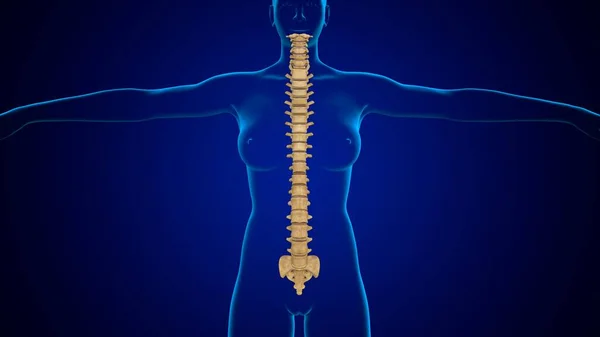 Anatomia Humana Coluna Vertebral Esqueleto Ilustração Para Conceito Médico — Fotografia de Stock