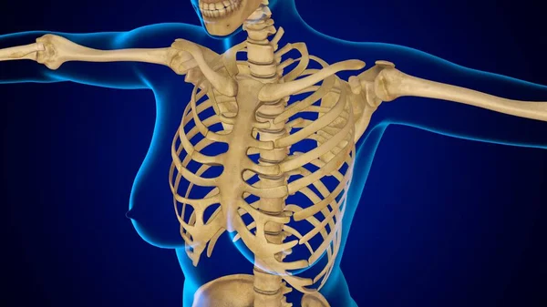 Ilustração Ossos Humanos Anatomia Esqueleto Gaiola Costela — Fotografia de Stock